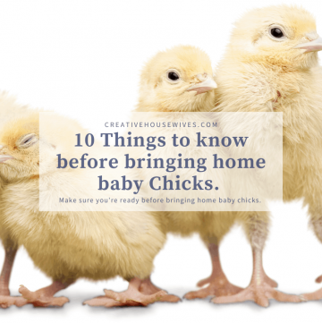 10 things you need to know before bringing home baby chicks