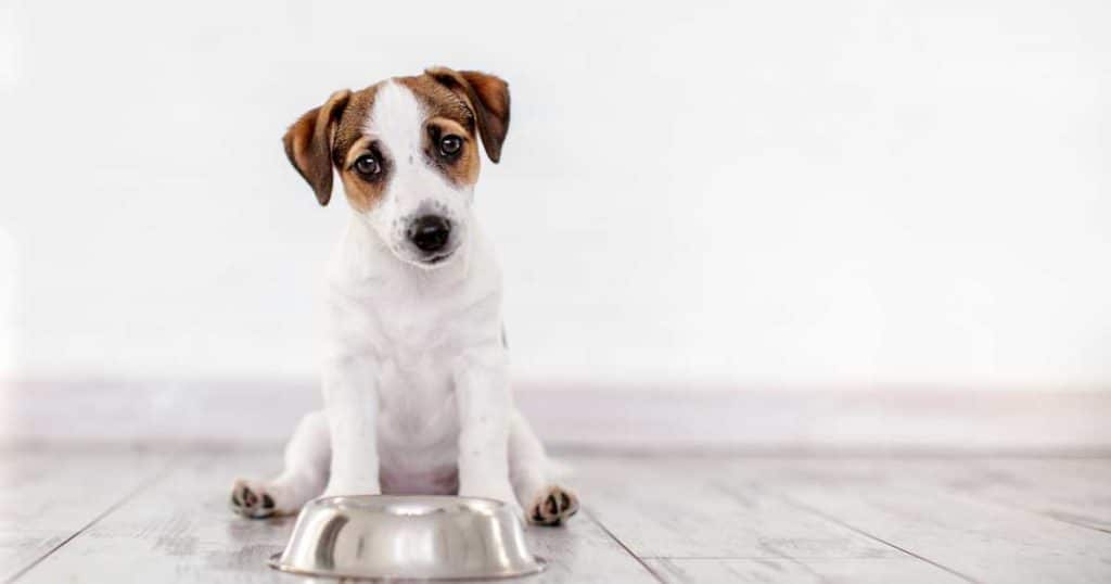 Can dogs eat vegetable soup, puppy sitting with food bowl